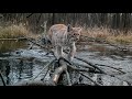 Eurasian lynxes crossing waterways