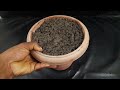 How To Grow Betel Leaves (Paan) Plant From Single Leaves With In Water