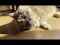 Lovely Munchkin Cat Loves Staying Beside Family