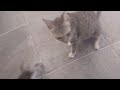 Mom cat playing with her kitten