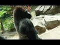 上野動物園のゴリラ (Gorillas at Ueno Zoo)