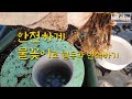 파종보다 빠른 번식법/꽃동산도 만들겠어요!/삽목으로 안전하게 증식하고, 이른 봄 빨리 꽃 보는 방법/삽목 잘 되는 꽃/베란다삽목/파렛트 선반/나비바늘꽃/루엘리아