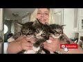 Tabby Kittens | Cutest Meowing