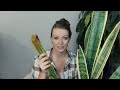 Snake Plant Troubleshooting | Brown Spots, Brown Leaves, Falling Over, & MORE!