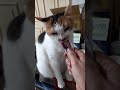 귀여운 고양이 박랑이 🐱 🙀 츄르 앞에서만 손주는 귀여운 고양이