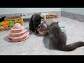 Funny ANIMALS videos 2024😿New Funny Cats and Dogs Videos🐶