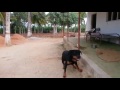 Rottweiler dog attacks man in India