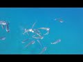 Abu Dabbab Marsa Alam - Red Sea Snorkeling