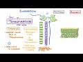 GCSE Biology - Transport in plants - Translocation (Phloem) and Transpiration (Xylem)  #51