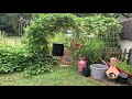 Harvesting Cuccuzi Squash