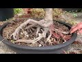 Shaping a Dissectum Maple for Bonsai