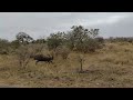 Cruising through Kruger National Park, South Africa September 2023