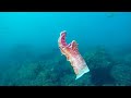 3 HOURS of 4K Underwater Wonders + Relaxing Music - Coral Reefs & Colorful Sea Life in UHD