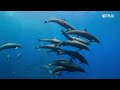 Our Planet | High Seas | FULL EPISODE | Netflix