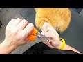 Corgi Undercoat Removal