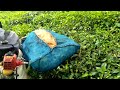 Harvesting method of tea in waynad