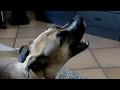 Crazy dog Ollie.MOV