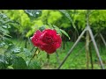 The sound of rain falling on the red rose on a rainy day