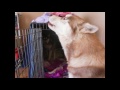 3 Day Old Husky Puppy Meets His Dad For The 1st Time (Stalks & Serenades - CUTE)