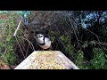 Blue Jays and Cardinals - Extreme Close-Up