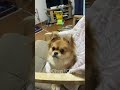 OMG😱 Funny Video👍 Funny Dogs And Cats😂🥰 面白い動画❤️面白い犬ー猫❤️P.10 #funnyvideo#funnydog#funnycats