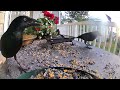 Daily Grackle POOF WARS