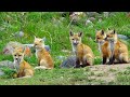 Nature: Mother fox and her kits