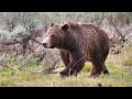 How to Hike in Bear Country - Do's and Don'ts Around Bears