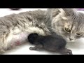 Mother cat refuses to nurse her foster kitten