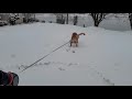 Golden Retriever’s first time playing in the snow!