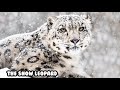 Big Cats/Tigers,Lions,Leopards and more!!