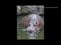 Woodland Park Zoo will say goodbye to hippo next week