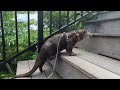 Otter with Incredible Physical Ability to Climb Mountains with Ease [Otter Life Day 875]