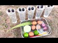 Super Special Technique For Propagating Grapes Trees With Aloe Vera, how to growing grapes trees