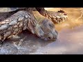 Sulcata Tortoises! - The Most Personable Tortoise Species in the World