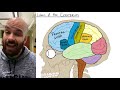 Brain: Cerebrum and Cerebellum (+ Broca’s, Wernicke’s, and limbic overview)