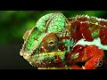 Reptiles & Amphibians 8K HDR 60FPS (FUHD) DolbyVision