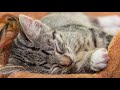 Cat Music - Harp Music and Water Sounds for Relaxation