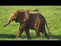 The Magical World Of Cute Young Animals That Restores The Nervous System, Relaxing Music (4K)