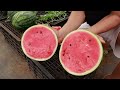 Growing watermelon at home is easy, big and sweet if you know this method