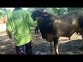 sapi siap qurban ph Margorejo pati 270424