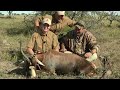 Kudu, Blesbok, and Record Book Grey Duiker Hunting - 