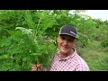 The Most Nutritious Terrestrial Plant in The World - Moringa oleifera 