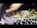 Ticklish Chihuahua puppy