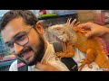 Cheapest Pet Market in Mumbai | Iguana |Cats & Dogs | Exotic Birds in Crawfordmarket
