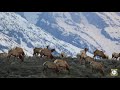 Wyoming Elk Migration
