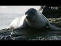 Orca's Extraordinary Hunting Technique | A Perfect Planet | BBC Earth