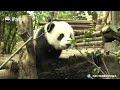 Immersive Interaction With Twin Panda Babies Meng Bao & Meng Yu (2018.11.25 Live Replay) | iPanda