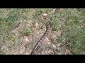 Green anaconda fresh shed outdoors