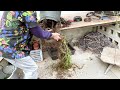 Willow Bonsai Training